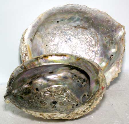 Abalone Shell Incense Burner - Click Image to Close